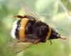 Bombus sp.